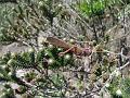 42 Chapada wildlife
